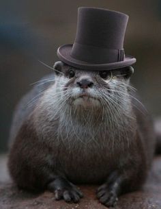 otter in hat